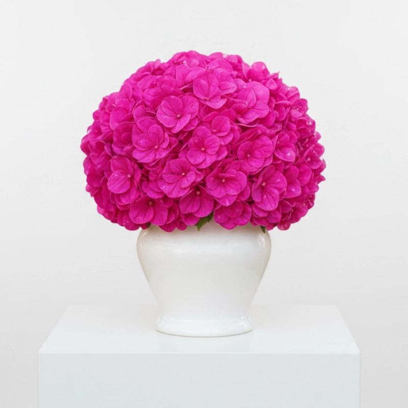 Pink Hydrangea
